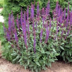Caradonna Salvia -Sosoli Plant Shop walters gardens salvia caradonna cropped 1