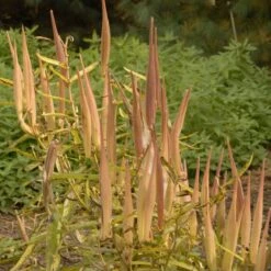Butterfly Weed (Clay Form) -Sosoli Plant Shop walters gardens asclepias tuberosa seed heads cropped