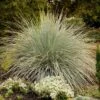 Blue Oat Grass -Sosoli Plant Shop walters gardens helictotrichon sempervirens cropped