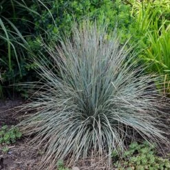 Blue Oat Grass -Sosoli Plant Shop walters gardens helictotrichon sempervirens cropped 2