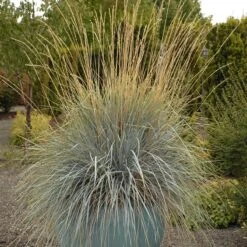 Blue Oat Grass -Sosoli Plant Shop walters gardens helictotrichon sempervirens cropped 4