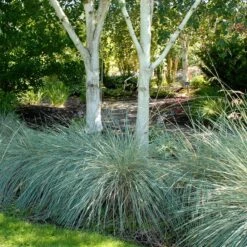 Blue Oat Grass -Sosoli Plant Shop walters gardens helictotrichon sempervirens cropped under trees