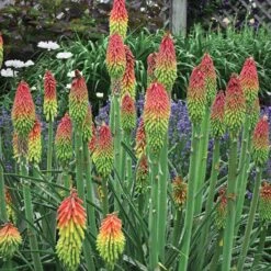 Fire Dance Red Hot Poker -Sosoli Plant Shop walters gardens kniphofia fire dance cropped