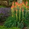 Fire Dance Red Hot Poker -Sosoli Plant Shop walters gardens kniphofia fire dance with lavender munstead cropped 1