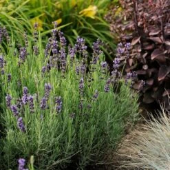 Hidcote Blue English Lavender 6 Hidcote Blue English Lavender -Sosoli Plant Shop walters gardens lavandula hidcote cropped 1