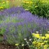 Hidcote Superior English Lavender 2 Hidcote Superior English Lavender -Sosoli Plant Shop walters gardens lavandula hidcote cropped 2