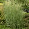 Heavy Metal Blue Switch Grass 2 Heavy Metal Blue Switch Grass -Sosoli Plant Shop walters gardens panicum heavy metal cropped