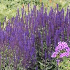 Caradonna Salvia -Sosoli Plant Shop walters gardens salvia caradonna cropped