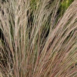 Prairie Blues Little Bluestem Grass -Sosoli Plant Shop walters gardens schizachyrium prairie blues close up foliage cropped