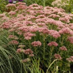 Autumn Fire Sedum -Sosoli Plant Shop walters gardens sedum autumn fi