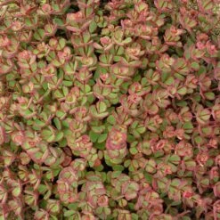October Daphne Sedum -Sosoli Plant Shop walters gardens sedum october daphne fall foliage closeup cropped
