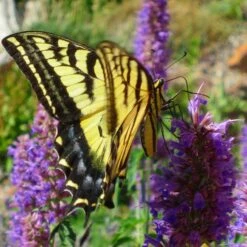 Blue Blazes Agastache -Sosoli Plant Shop western swallowtail sipping agastache blue blazes 3