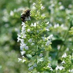 Sosoli Plant Shop 16 Sosoli Plant Shop -Sosoli Plant Shop white cloud calamintha 1