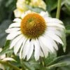 Happy Star Echinacea -Sosoli Plant Shop white echinacea happy star close up cropped 1