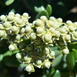 Ice Ballet Swamp Milkweed -Sosoli Plant Shop white ice ballet milkweed asclep