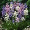 Wood Hyacinth Mix (Spanish Bluebells) 1 Wood Hyacinth Mix (Spanish Bluebells) -Sosoli Plant Shop woodhyacinthmix 1