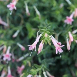 Woody's Peach Surprise Hummingbird Trumpet (Zauschneria) -Sosoli Plant Shop woody s peach surprise closeup cropped
