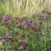 Woolly Ironweed (Vernonia) -Sosoli Plant Shop woolly ironweed 1