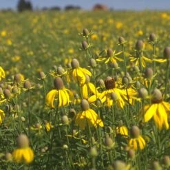 Little Prairie Native Wildflower Seed Mix -Sosoli Plant Shop yellow prairie coneflower little prairie native mix